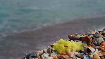 restos de comida jogados na praia video