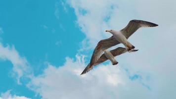 Close up of seagulls flying on blue sky