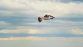 Möwen fliegen und schweben auf Luftströmungen des Windes auf dem Meer video