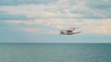 gaviota volando a través del ancho mar negro video