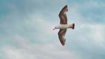 schöne Möwe, die auf Luftströmungen des Windes fliegt und schwimmt video