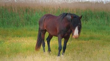 portret van mooi en machtig donkerbruin mannelijk paard op een weideveld dat in de verte staart met oren hoog omhoog. video
