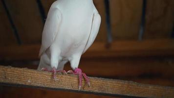 Single and pure white pigeon. Beautiful dove. video