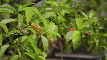 enfermedades de los árboles de las plantas. hojas verdes oxidadas de un árbol de cerca. video