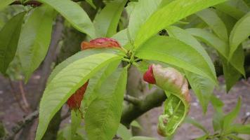 Tree peach leaf diseases, agricultural concept video