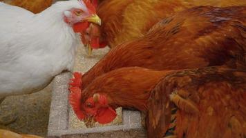 Authentic close up shot of hens are eating cereals. video
