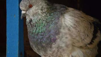 Single and pure colour pigeon. Close up beautiful dove. video