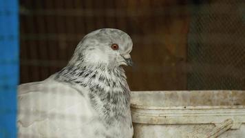 Beautiful white pigeon portret. Bird looking at camera. Close up. video