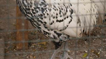 linda raça de galo em uma gaiola. video