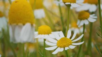 fiori che sbocciano matricaria chamomilla, matricaria recutita, camomilla. video