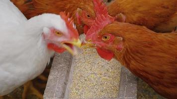 Hühnerfarm, Geflügel. Huhn, das Getreidekörner isst. video