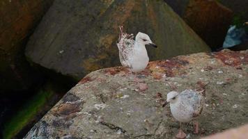 mouettes debout sur la plage sur les rochers. video