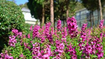 schöne Blumendekoration im heimischen Garten video