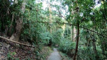 walking in the jungle in Chiang Mai, Thailand video