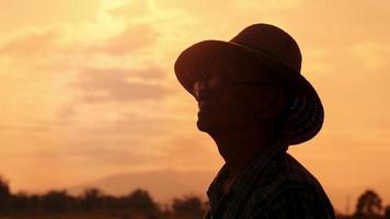 silhouet van senior boer permanent in rijstveld bij zonsondergang. video