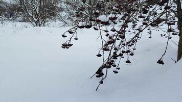 ramas con bayas de serbal en invierno. arbusto de serbal bajo la nieve.