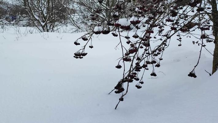 樹枝影片