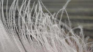 Bird feather close up. White feather. video