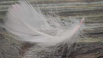 primer plano de una pluma blanca. fragmento de la textura de una pluma de pájaro blanco. video