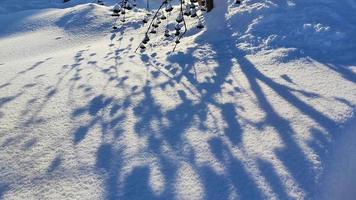 longues ombres dans la neige. jardin d'hiver. video