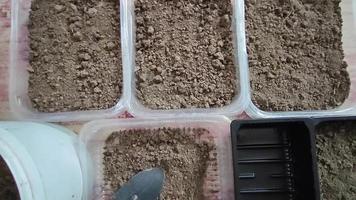 Preparing the land for planting seeds. The gardener pours earth into pots for growing seedlings. video