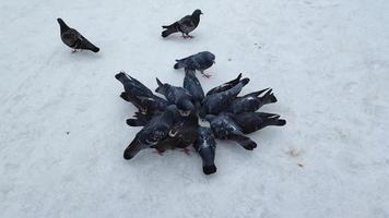 les pigeons picorent la nourriture en hiver. video