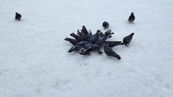 oiseaux dans la neige. les pigeons se rassemblent en troupeau et picorent la nourriture. video