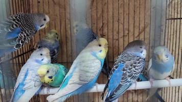 golvende gekleurde papegaaien. papegaaien in een kooi. decoratieve vogels. video