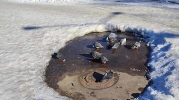 Pigeons bask in the sun. Birds in the snow. City pigeons. video