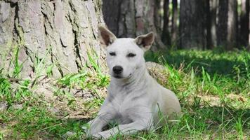 drôle de chien mignon dans le parc. mignon chien blanc se reposant et se relaxant sur l'herbe dans le parc extérieur. video