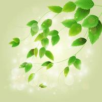 Spring branch with fresh green leaves vector