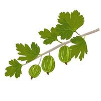 Gooseberry berry vector stock illustration. A garden plant with green leaves and yellow fruits. On a branch. Isolated on a white background.