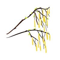 A twig from a birch tree with leaves and yellow earrings. vector