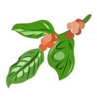 Coffee tree with berries and leaves. vector