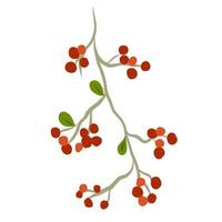 Orange rowan berries on a white background. vector