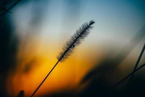 Closeup foxtail fountain grass photo