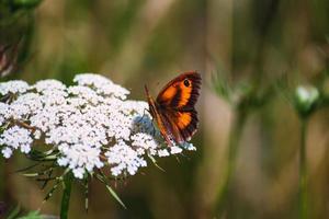 mariposa sentada en una flor foto