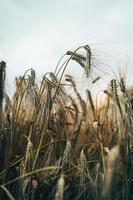 Dry wheat field photo