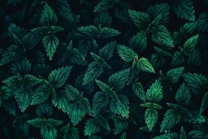 Nettle field background photo