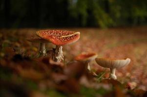 Red mushrooms family photo