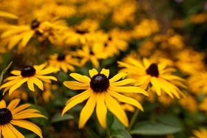 Orange coneflower field photo