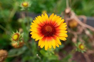 Yellow and red common blanketflower photo