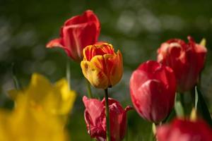 Red tulips in nature photo