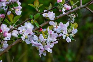 Paradise apple bloom photo