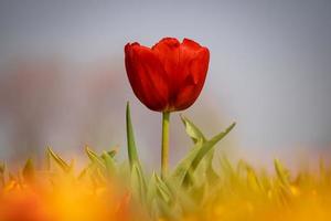 Bokeh red tulip photo