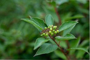 Red osier dogwood photo