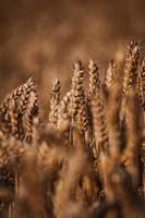 Wheat field closeup photo