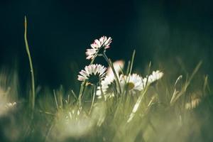 Bunch of daisies in the grass photo