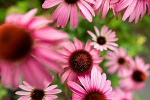 Beautiful coneflowers field top view photo