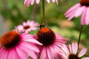 abeja en la equinácea foto